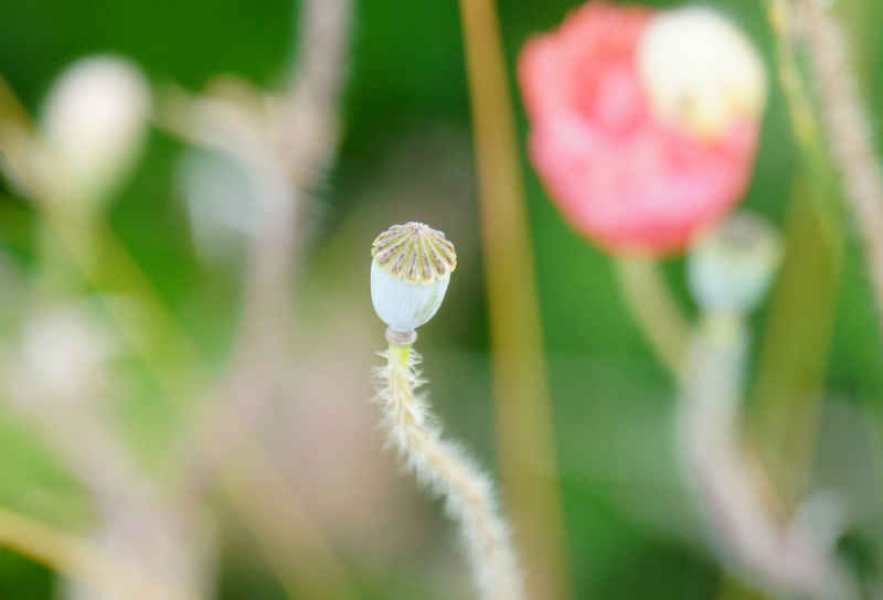 小精灵般的小花苞