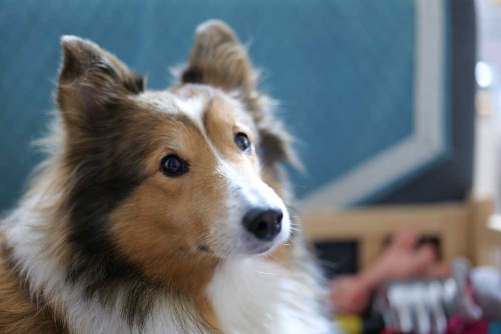 喜乐蒂牧羊犬