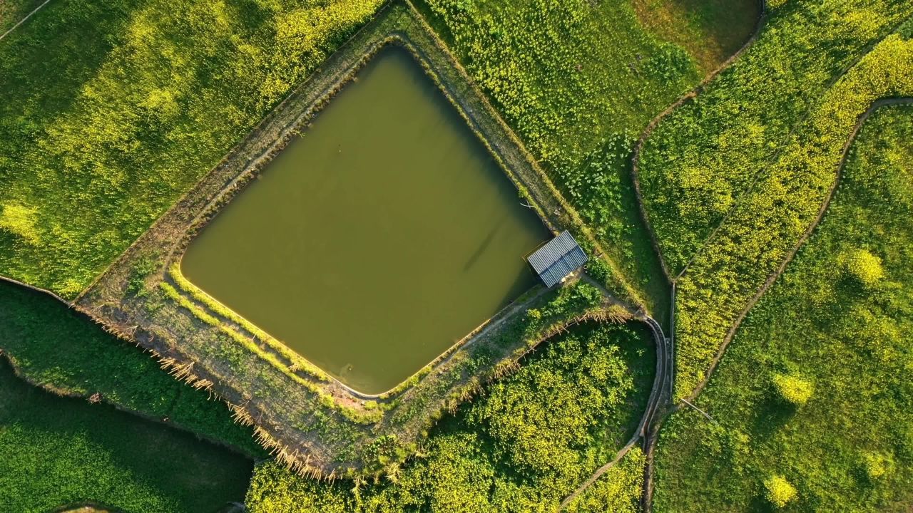 田园风光：池塘与绿野