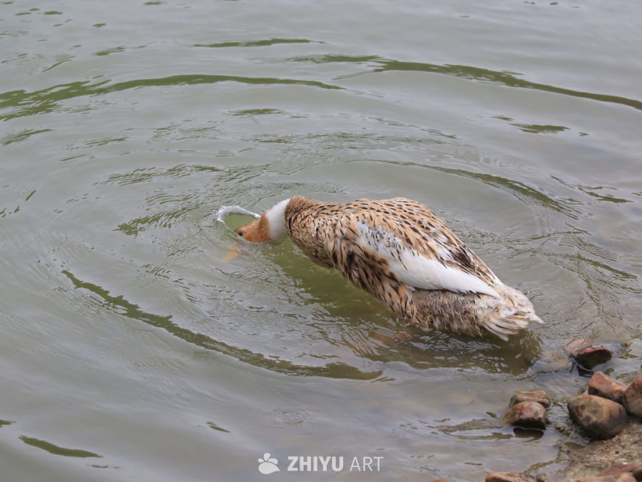 鸭子在水中饮水