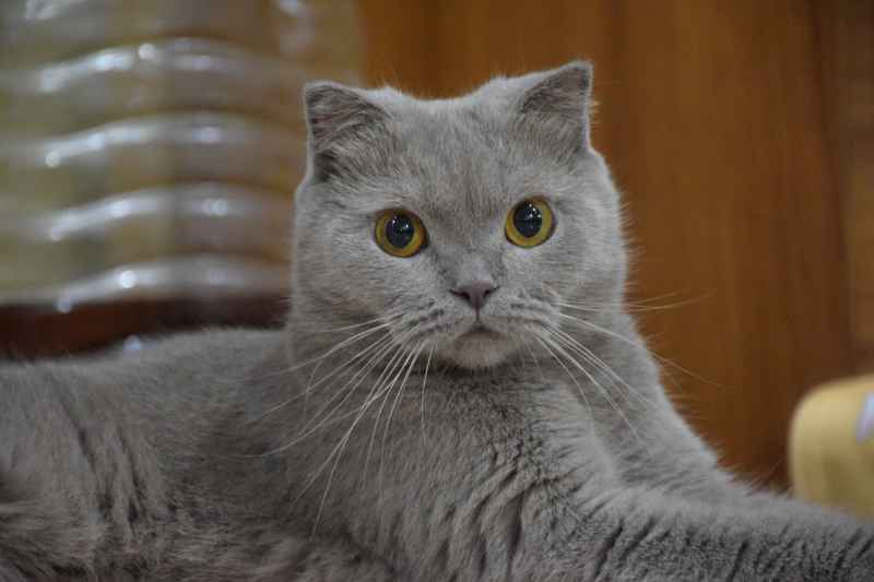 香草精灵：变色折耳蓝猫的奇妙世界
