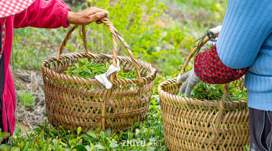 共享的茶香