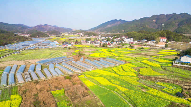 农业种植农田油菜花农作物航拍