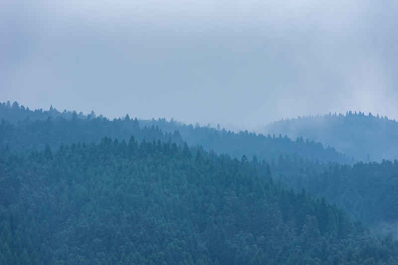 薄雾树林
