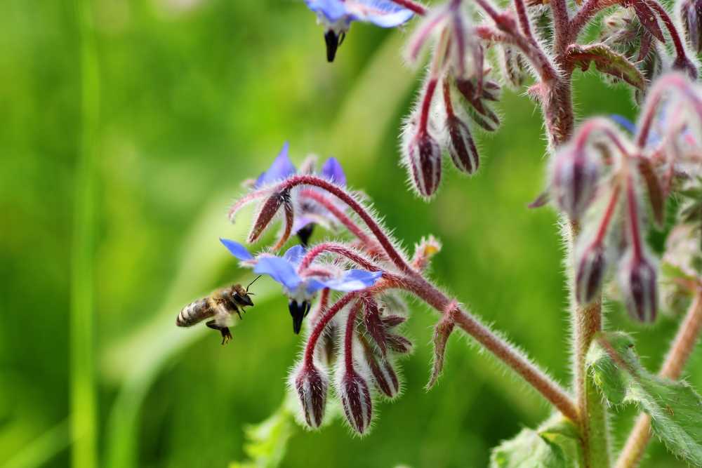 蜜蜂方法开花昆虫