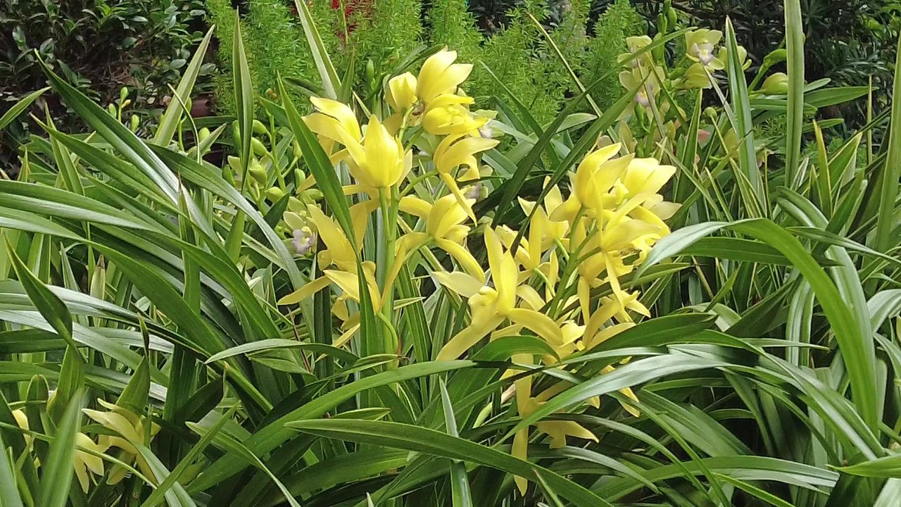 野生兰花花朵盛开实拍