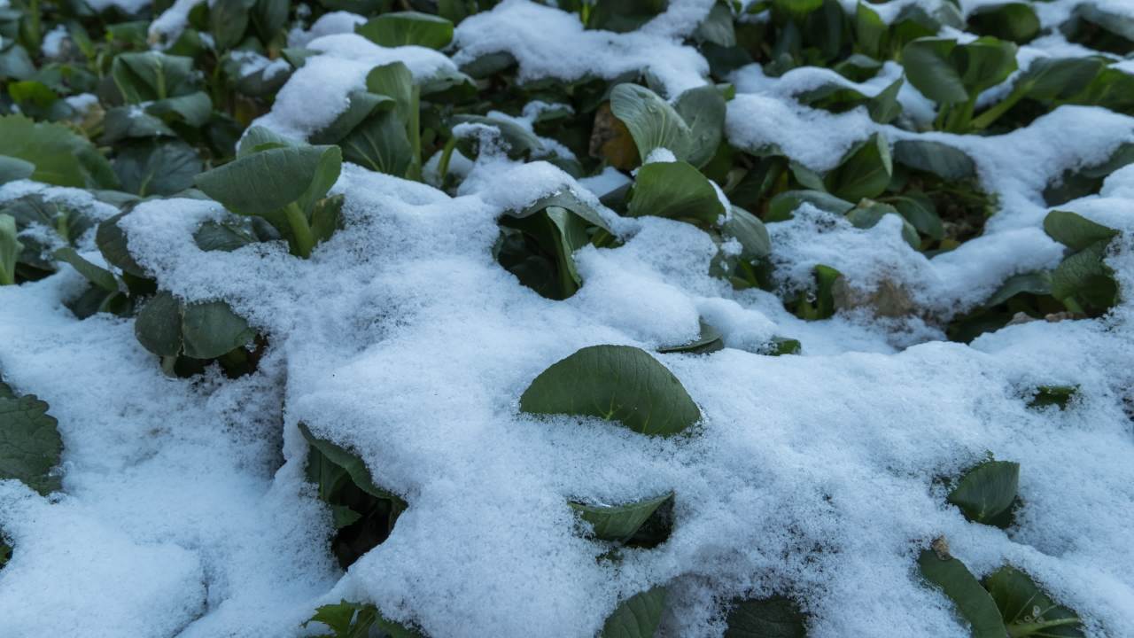 冬天冬季下雪花白雪皑皑 7