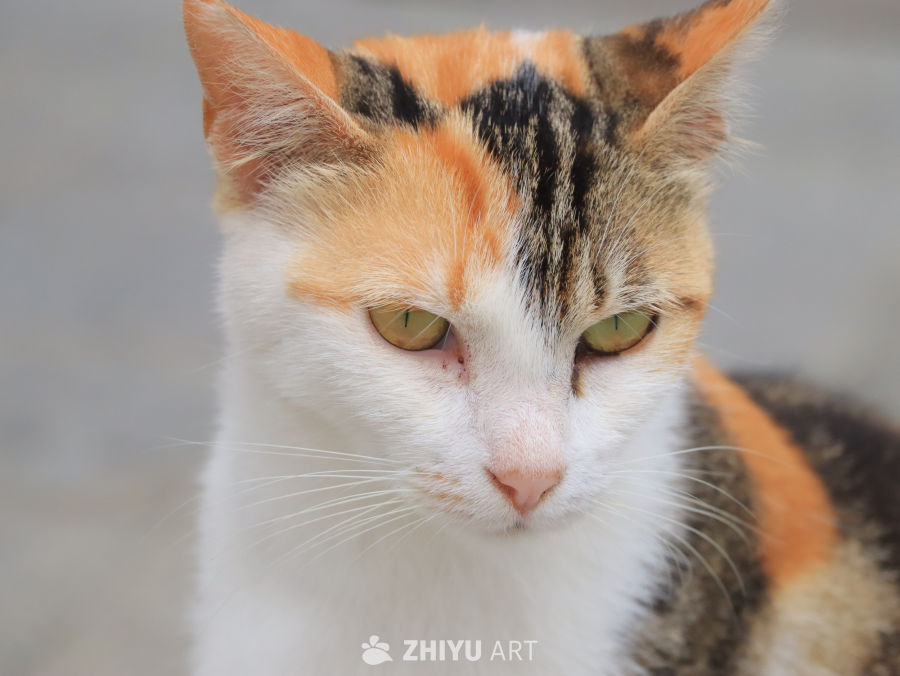 三色猫的凝视