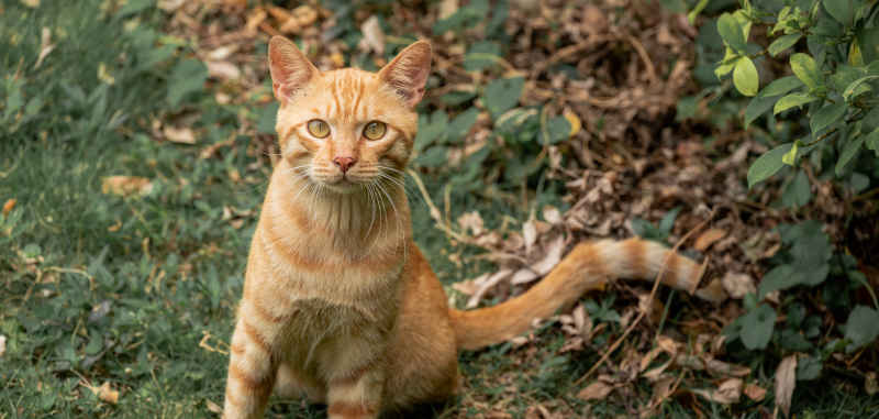 小猫小猫