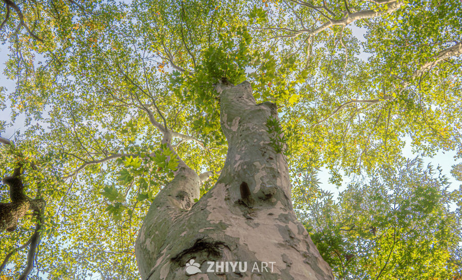 仰望大树的宁静时光