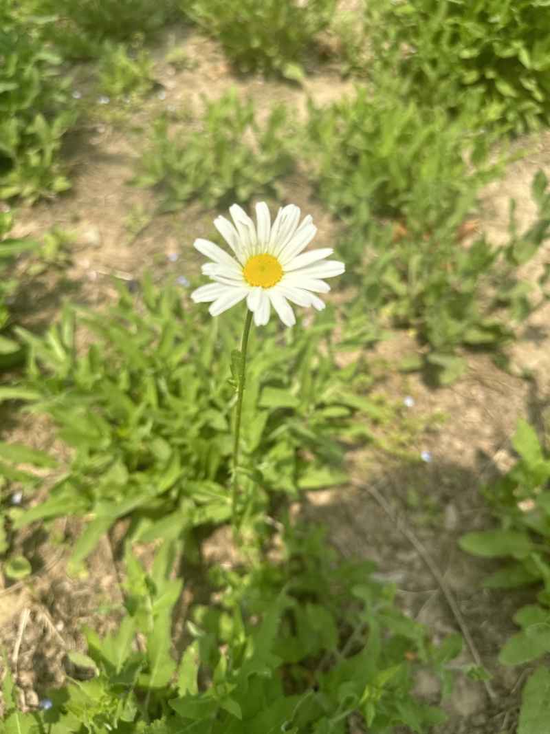 小白花1