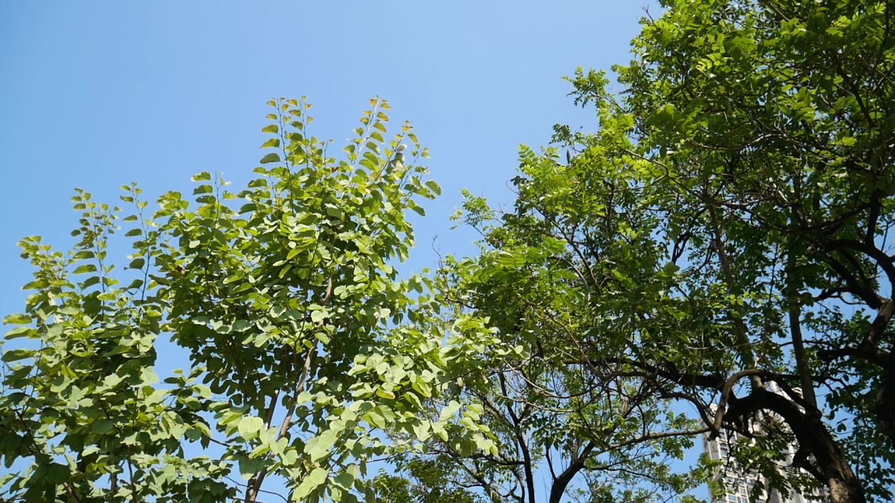 南方冬日的蓝天绿树和阳光