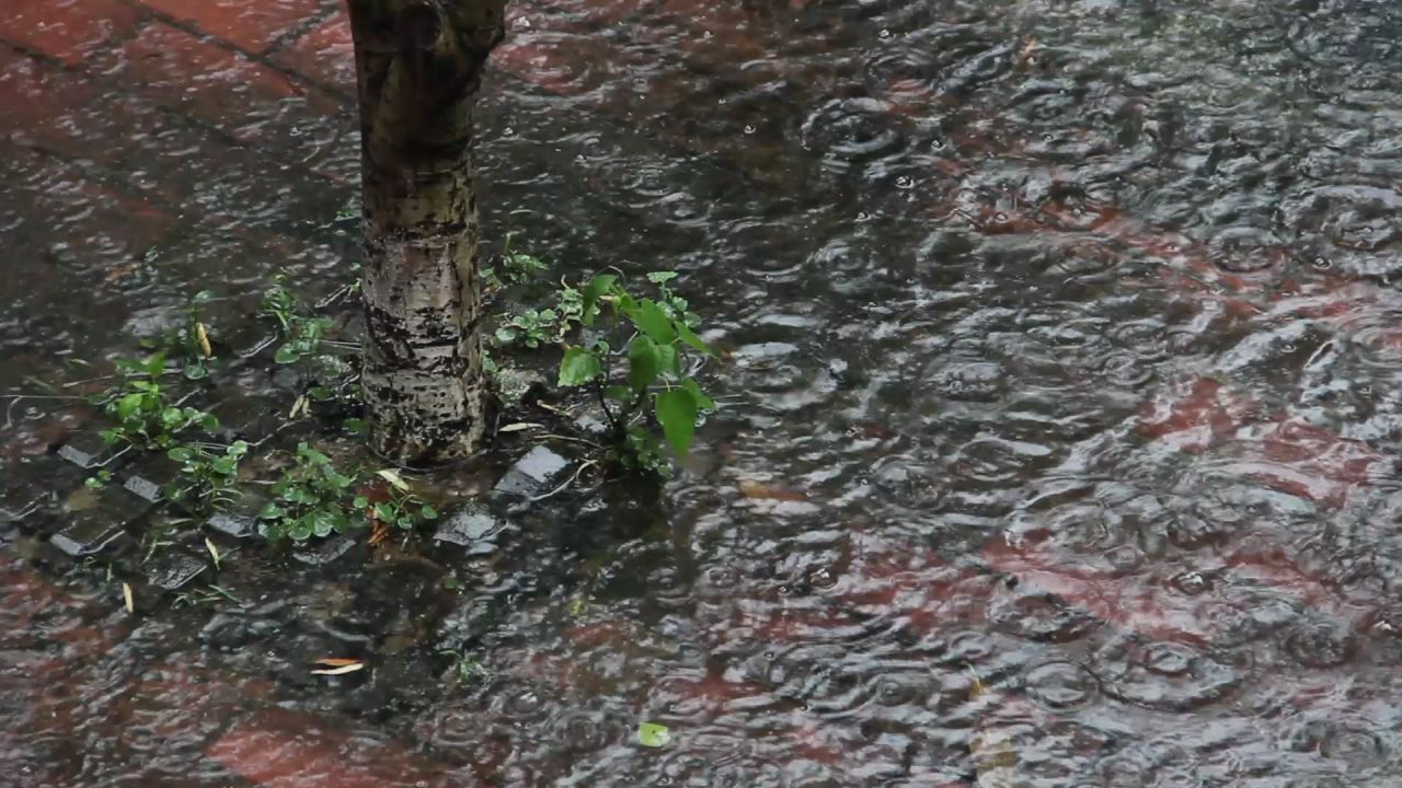 大雨中桂花树脚的积水