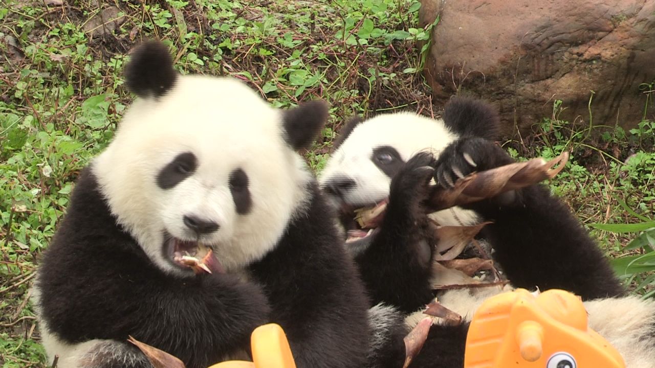 熊猫幼崽吃食记
