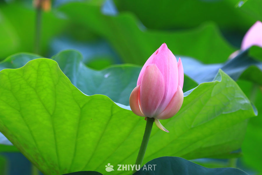 盛夏荷花 243