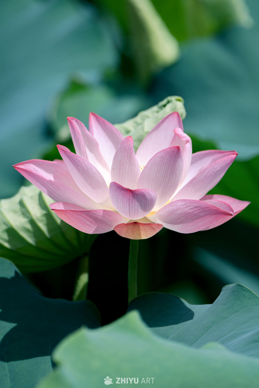 荷花 9