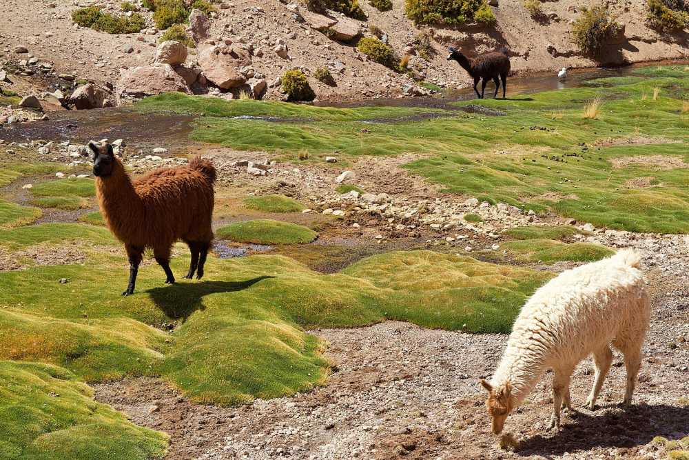 智利羊驼动物世界动物