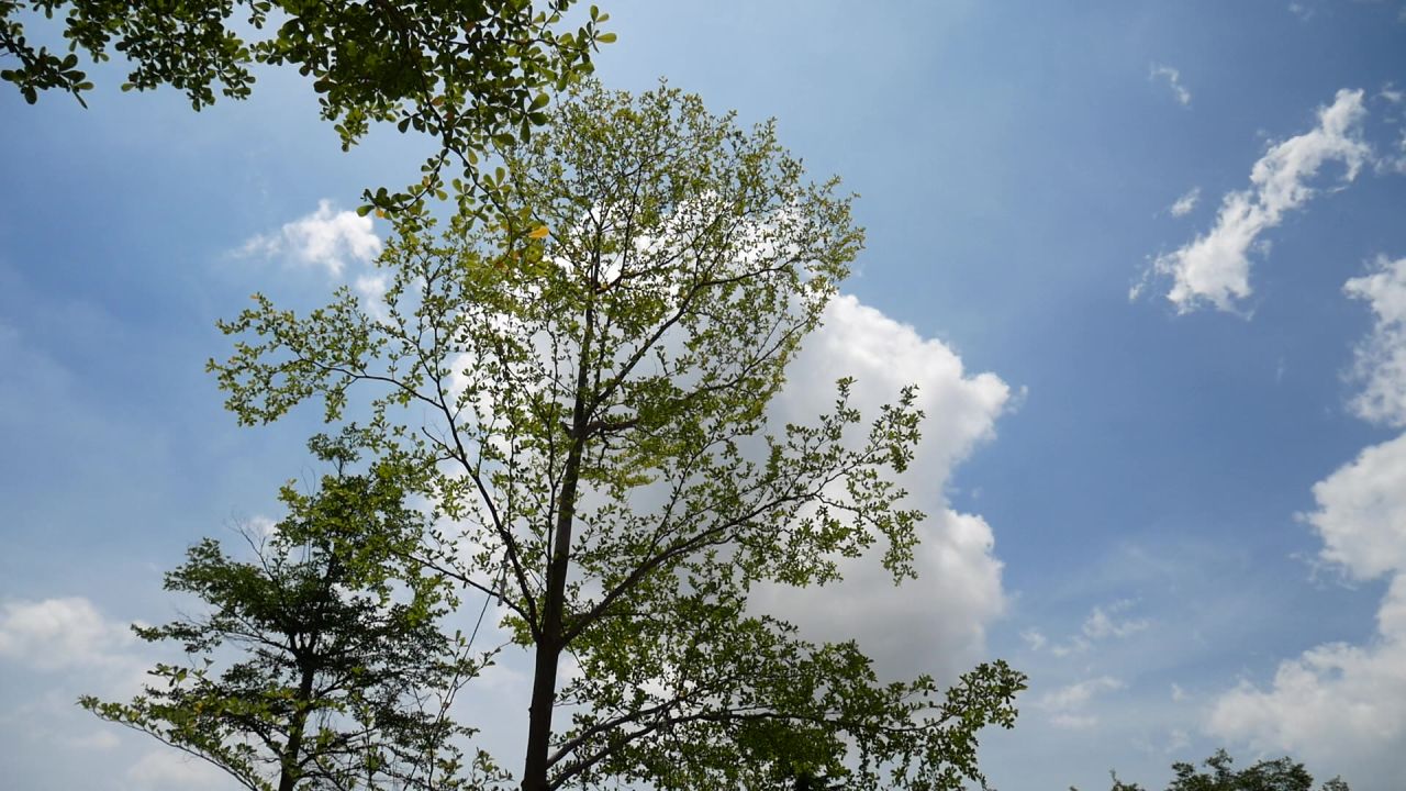 夏日的小叶榄仁树
