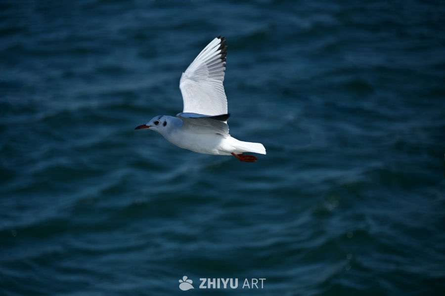 白色海鸥在蔚蓝大海自由飞翔 17