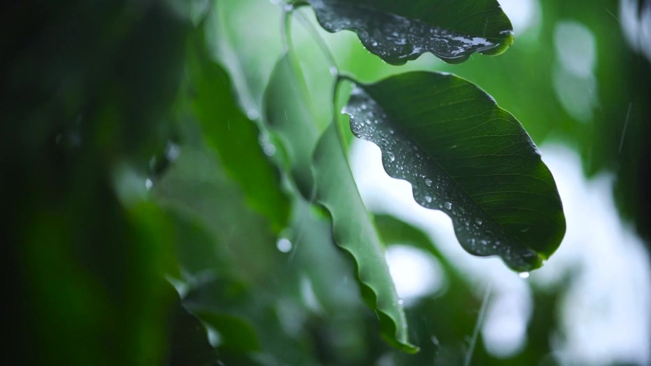 雨中绿叶