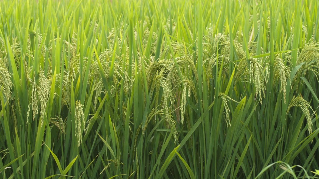 农村水稻田野粮食庄稼丰收 22
