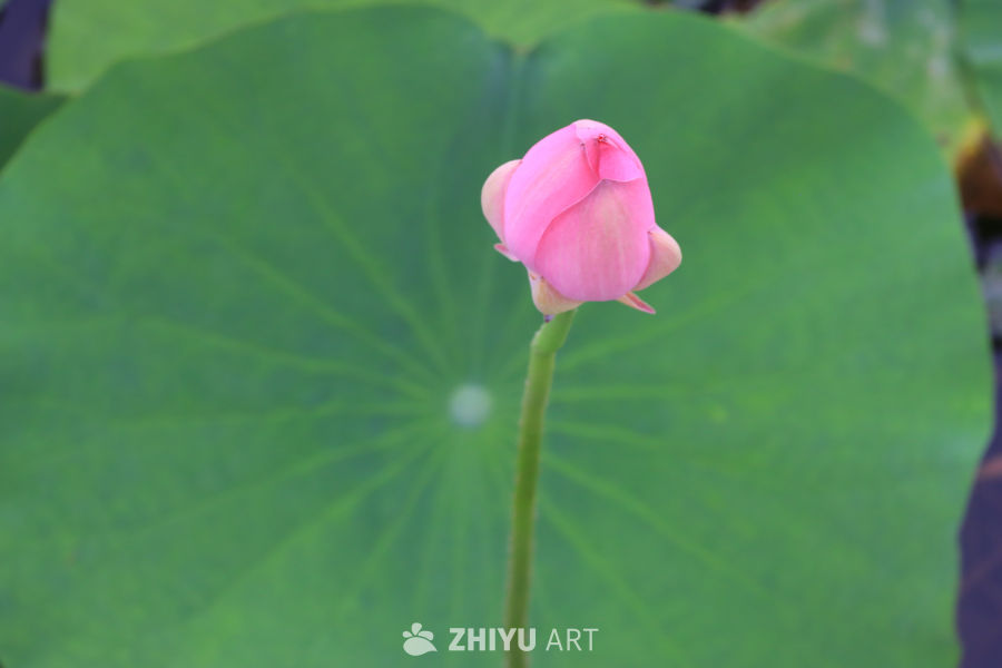 荷花 6