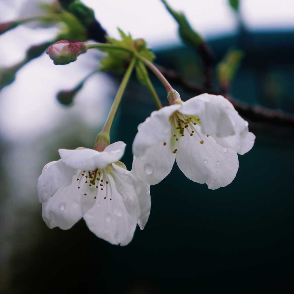 春花