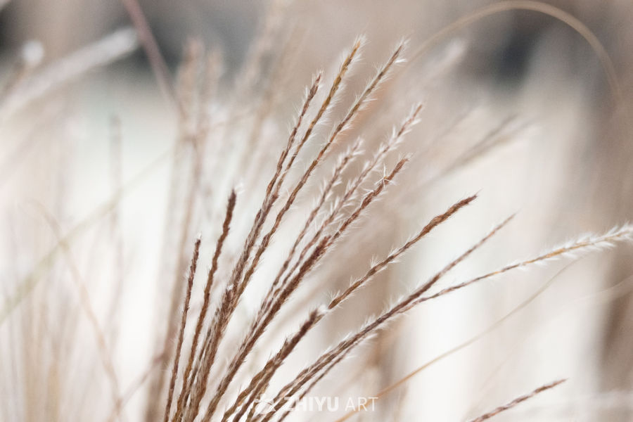 柔美干草随风轻舞