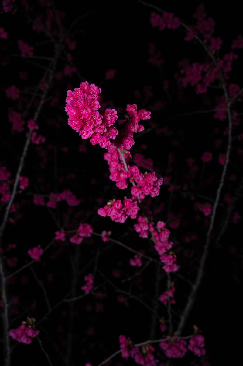 红樱花