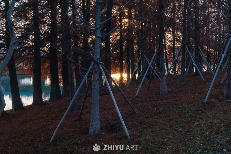 秋日林间夕阳静