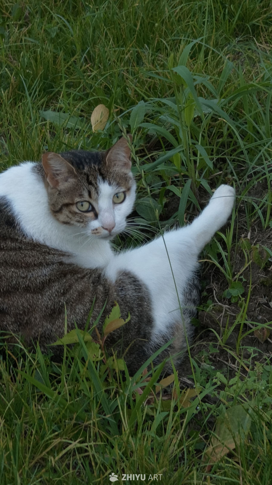 草丛里的猫咪