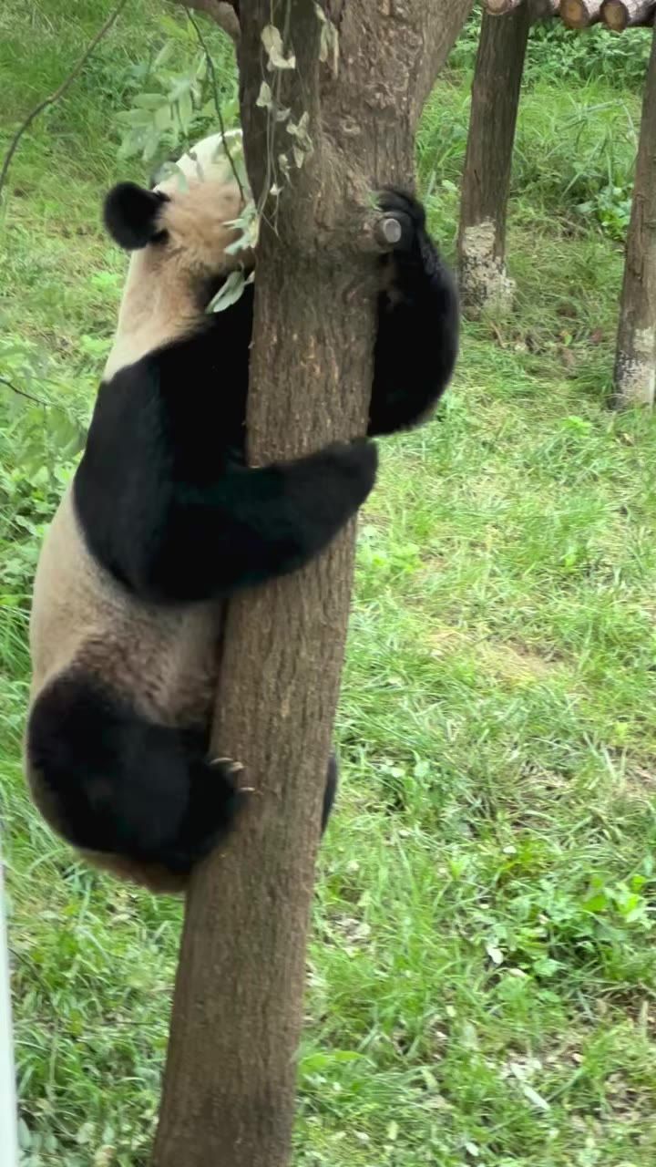 大熊猫下树离开