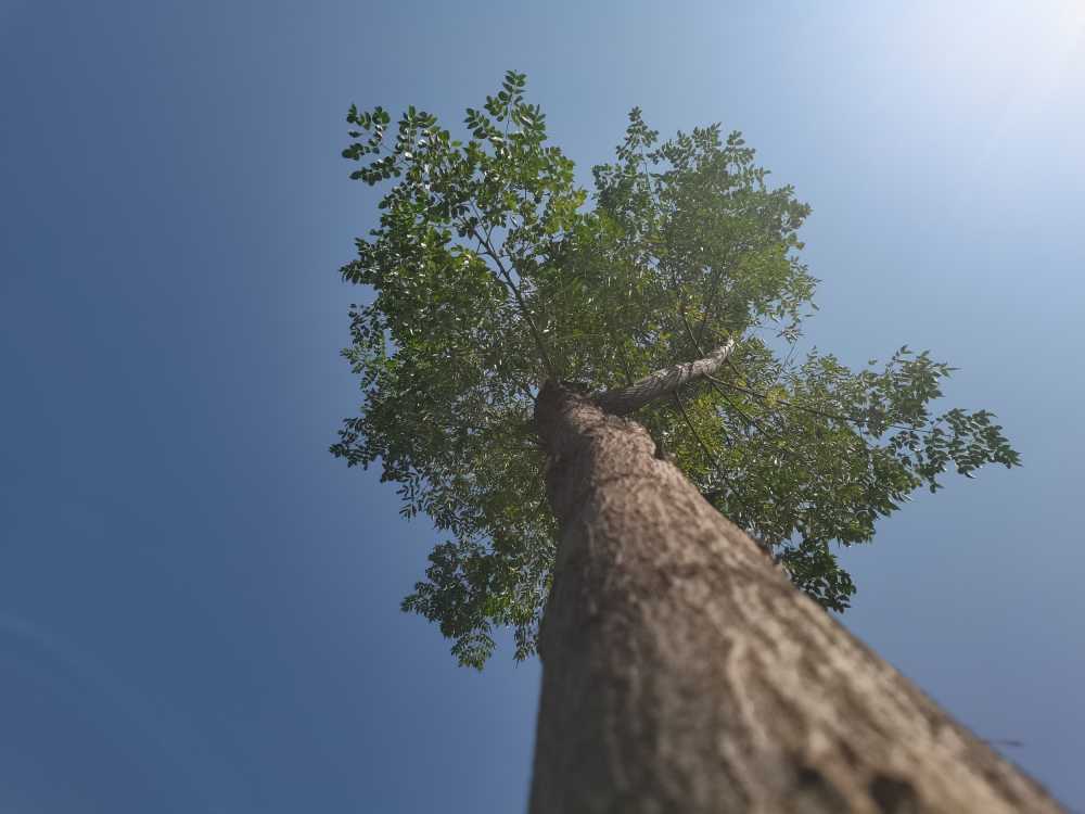 under the tree.