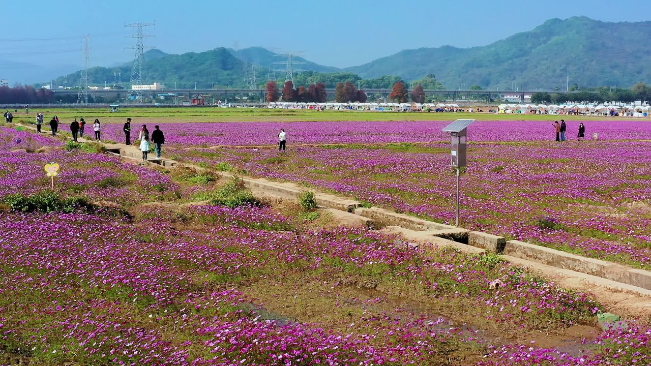 中山市南朗格桑花开三