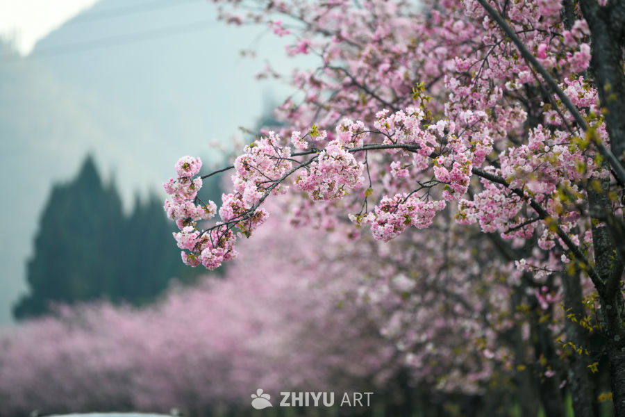 樱花盛开 17
