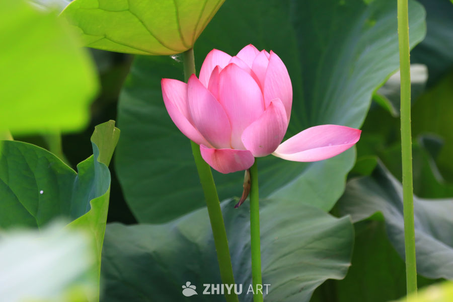 盛夏荷花 181