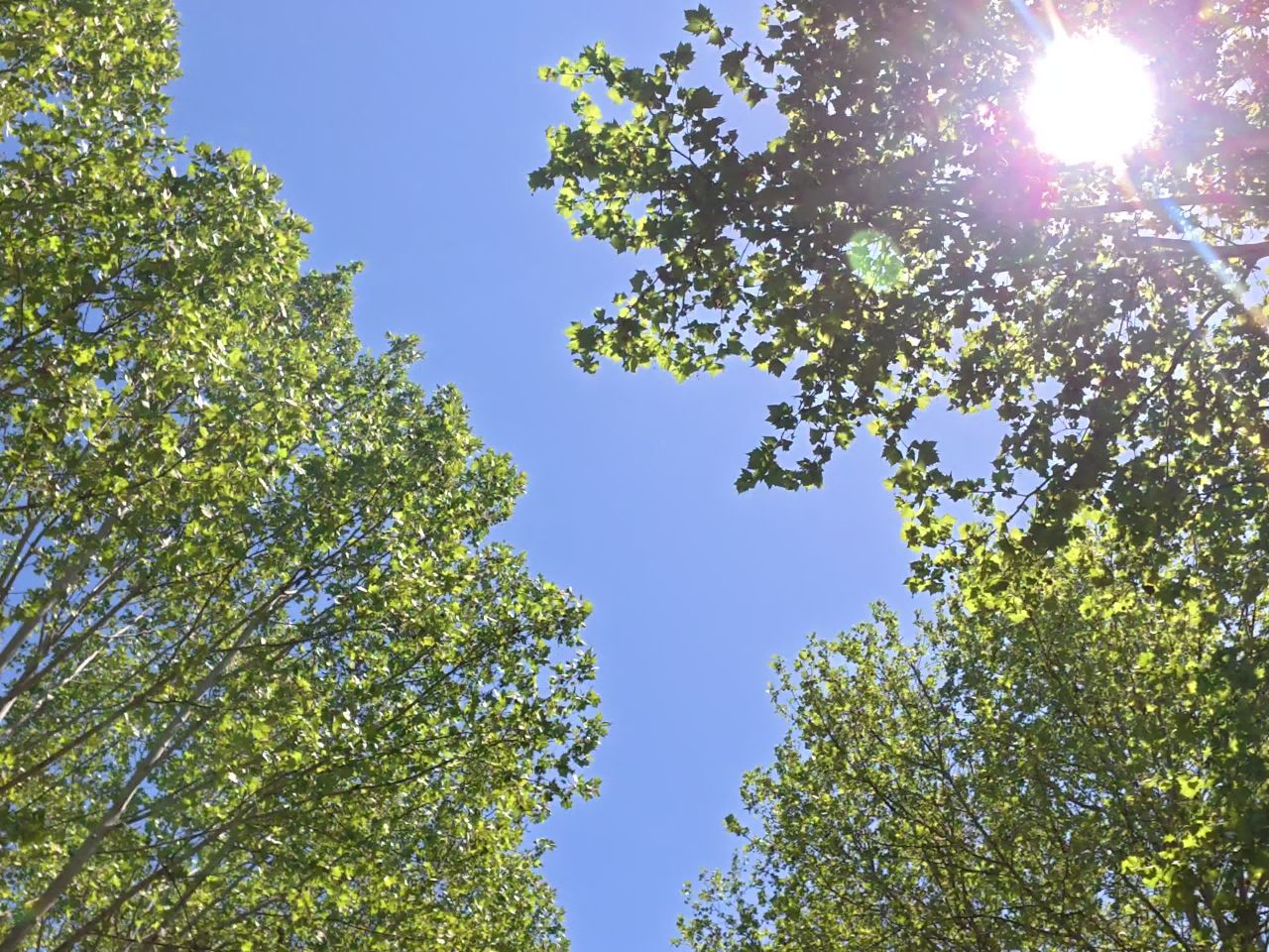 树下漫步