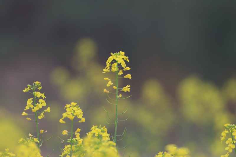 油菜花 2