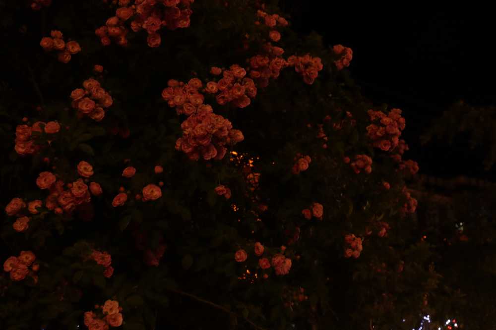 夜色蔷薇