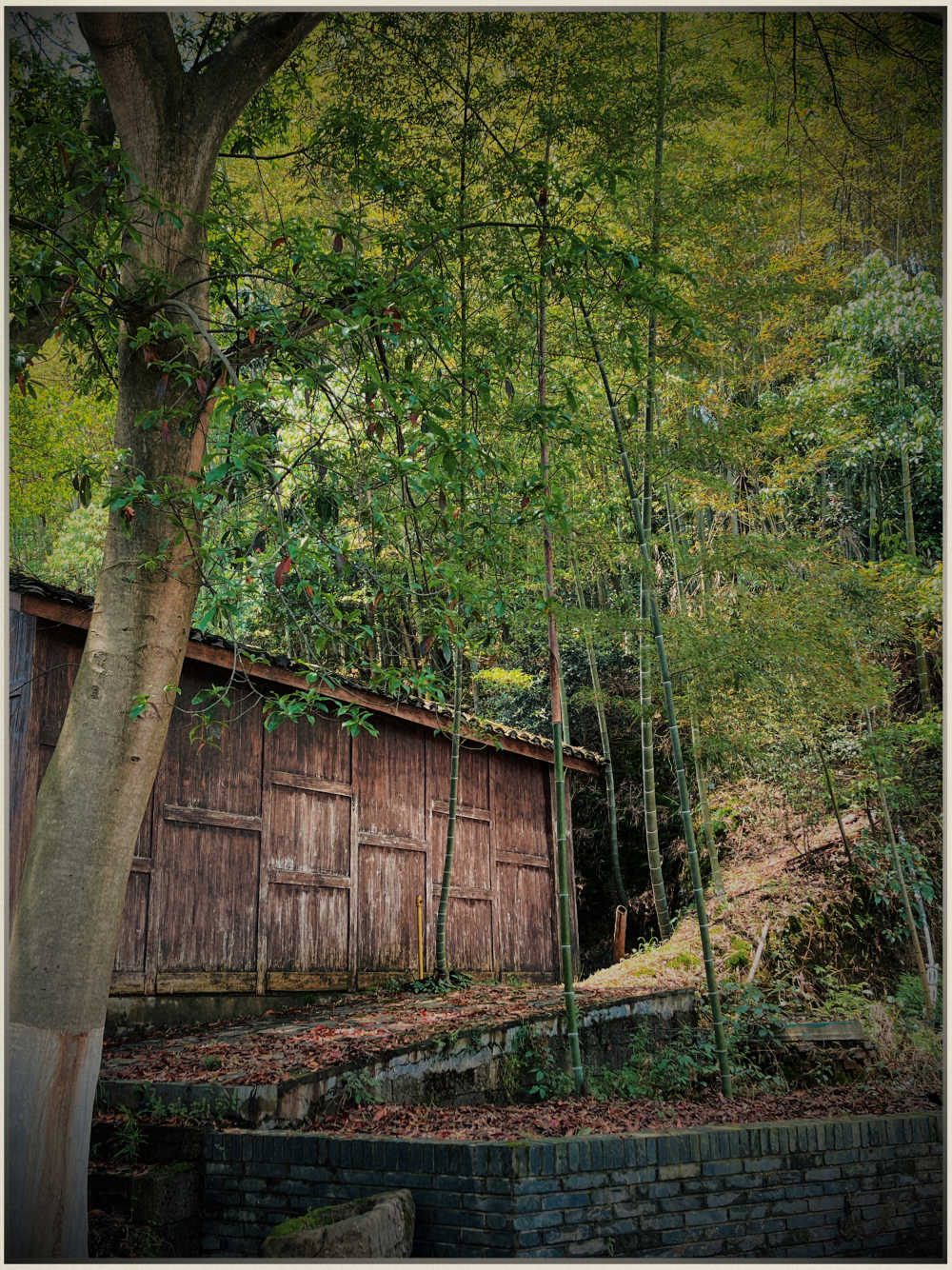 竹林小屋