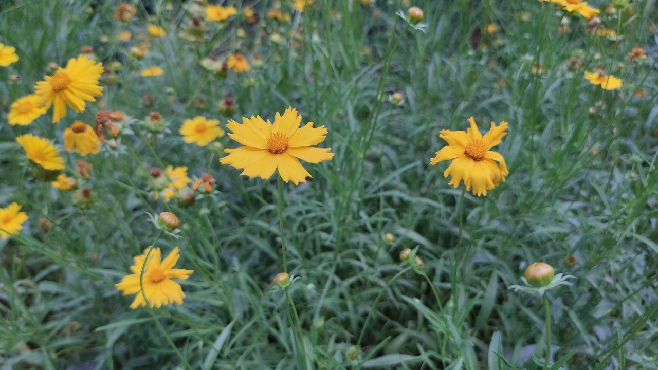 路边野花植物花朵实拍