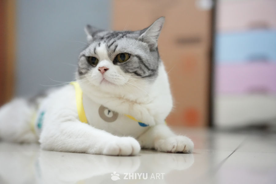猫咪 58