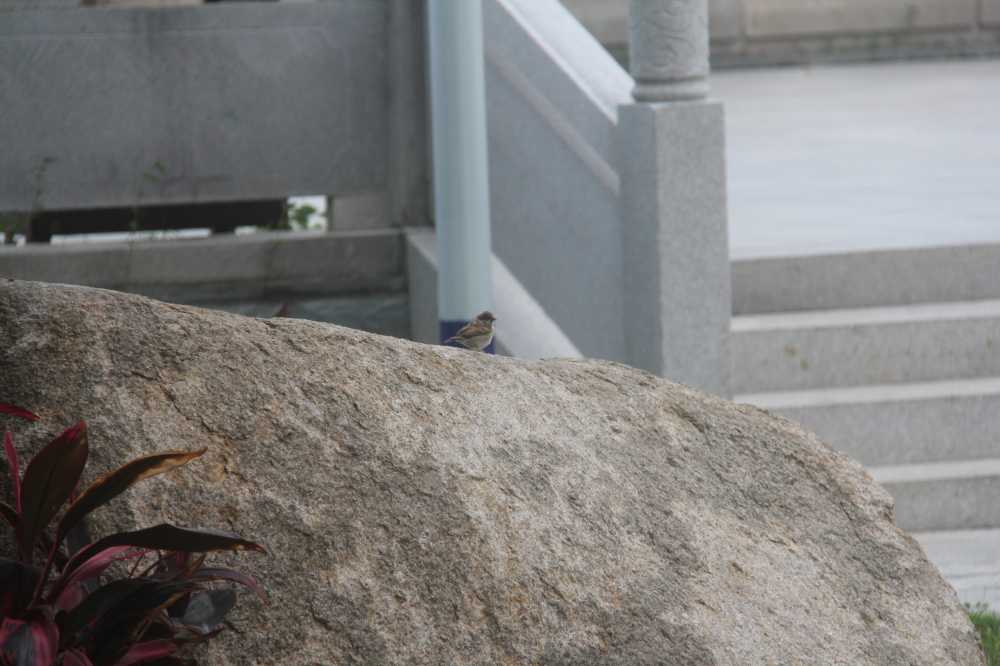 公园岩石上的鸟