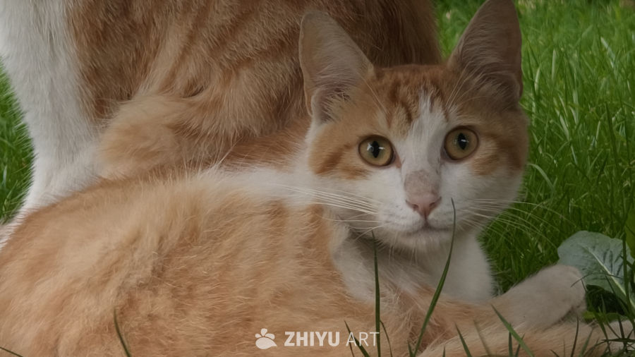 草丛中的小猫