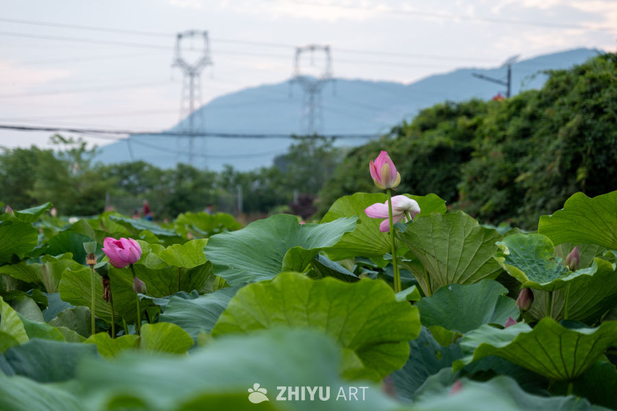 荷花 33