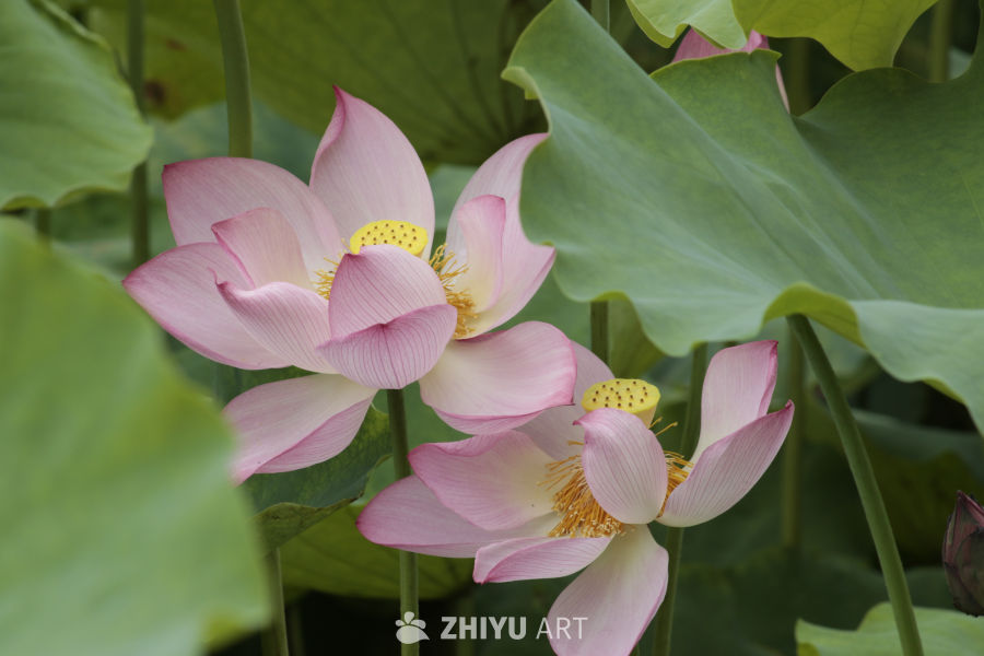 粉嫩莲花绽放