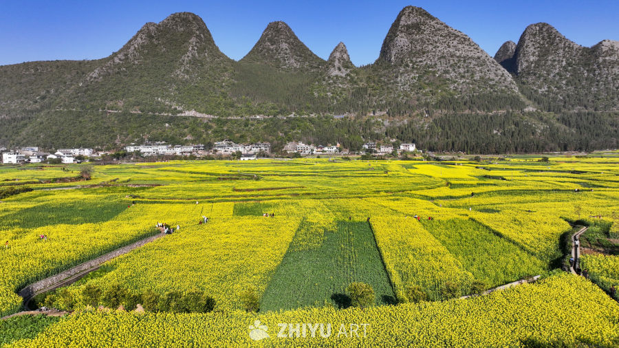 航拍贵州兴义万峰林油菜花开 11