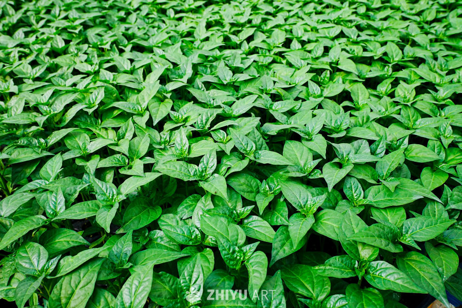 绿意盎然的植物群