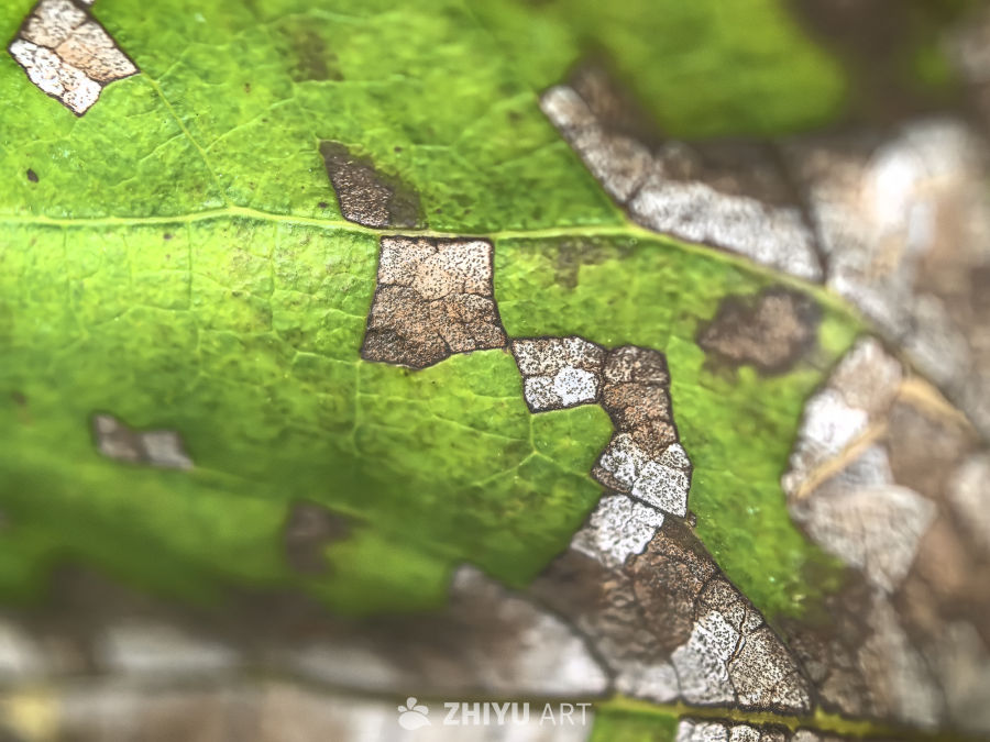 五颜六色的叶子与蘑菇🍄