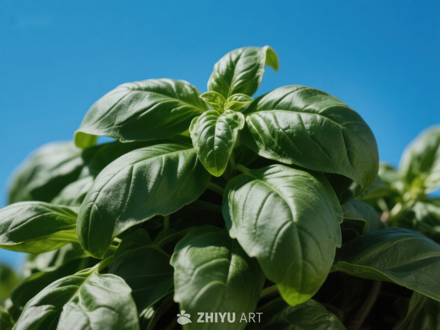 绿叶植物在蓝天下的特写 188